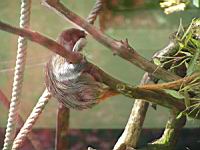 Tamarin empereur - Saguinus imperator subgrisescens (fam Callithricides) (1)